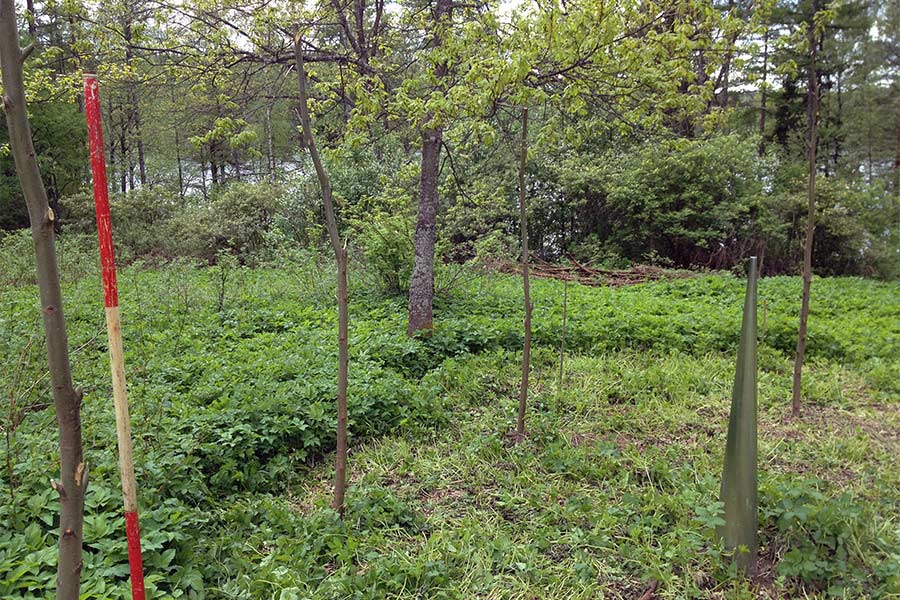 willow-ellipse - sculptures in the sculpture park, Open Air Museum POAM