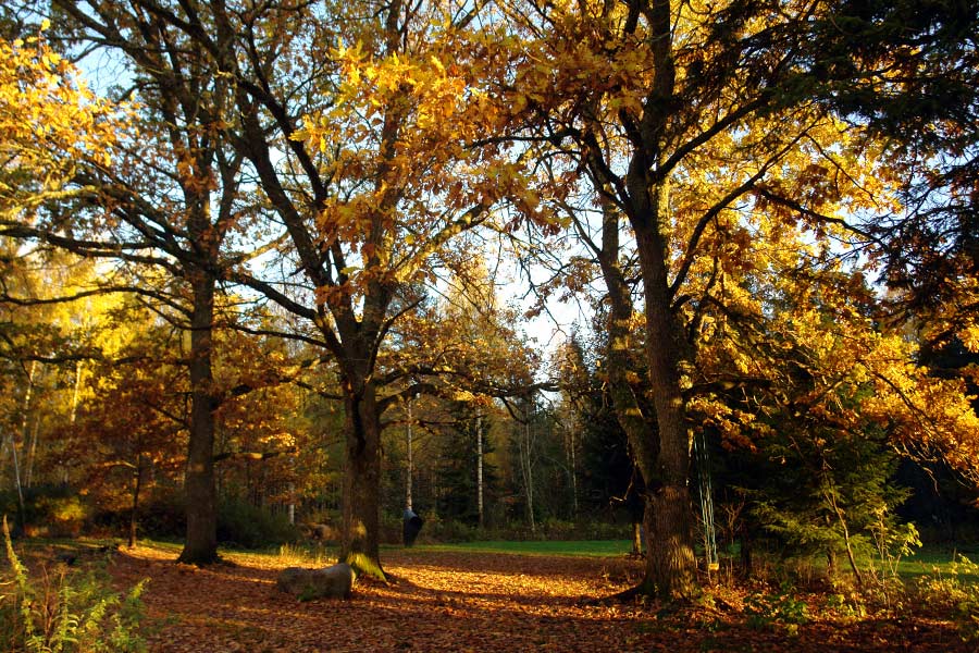 An aerial photo of the sculpture park.
